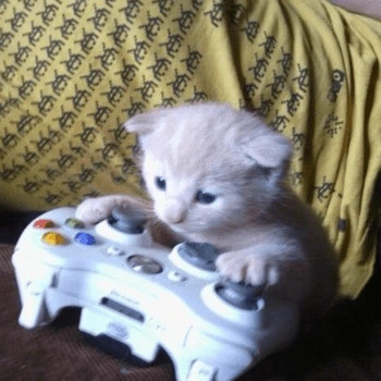 File:Gamer kitten.jpg