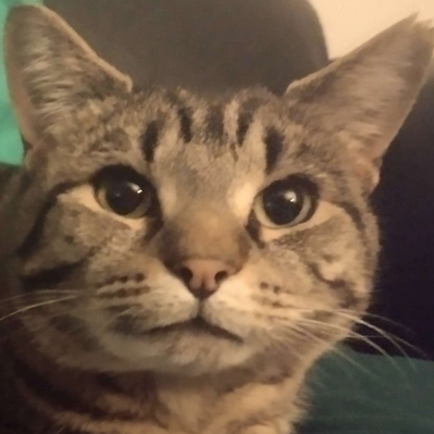 File:Buddy.png