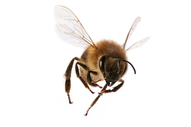 File:A-BEE.png