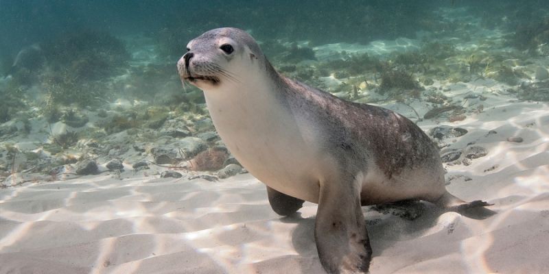 File:Australian-Sea-Lion-Playing-Adobe.jpg
